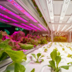 led-grow-light-crop-production-sarasota