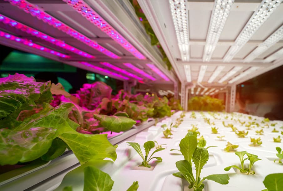 USDA Researching Use Of LEDs In Crop Production - Bee Ridge Lighting